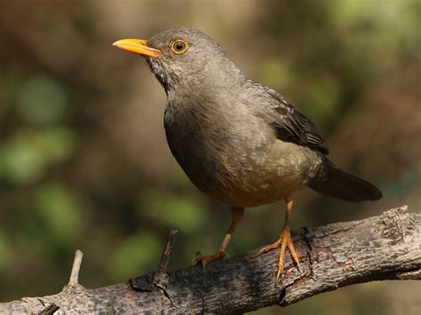Birds now - State of the World’s Birds report warns human actions and climate crisis putting 49% in decline, with one in eight bird species under threat of extinction